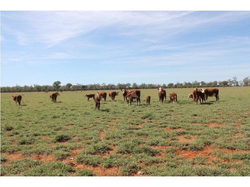 . HONEYMAH LANE, Dirranbandi QLD 4486