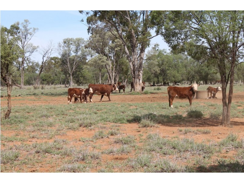 . HONEYMAH LANE, Dirranbandi QLD 4486