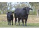LOT 11 INGABY ROAD, St George QLD 4487