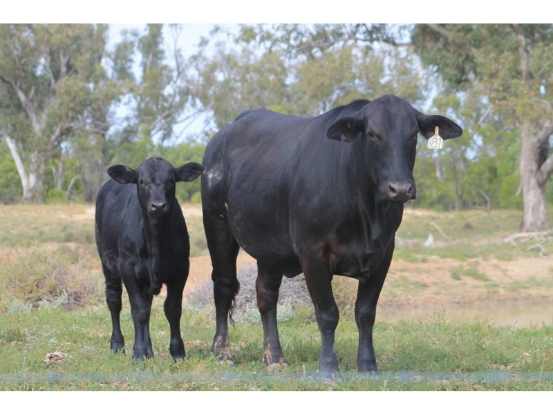 LOT 11 INGABY ROAD, St George QLD 4487