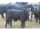 LOT 11 INGABY ROAD, St George QLD 4487