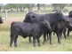 LOT 11 INGABY ROAD, St George QLD 4487