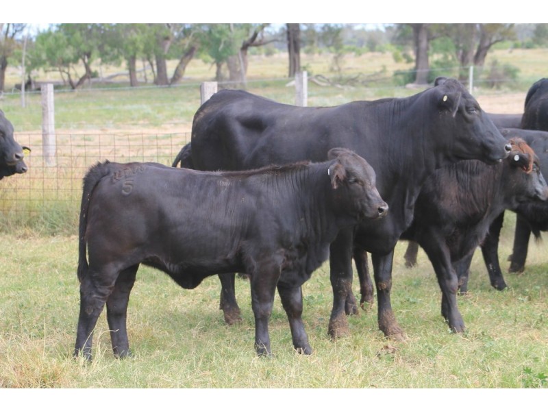 LOT 11 INGABY ROAD, St George QLD 4487