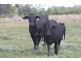 LOT 11 INGABY ROAD, St George QLD 4487