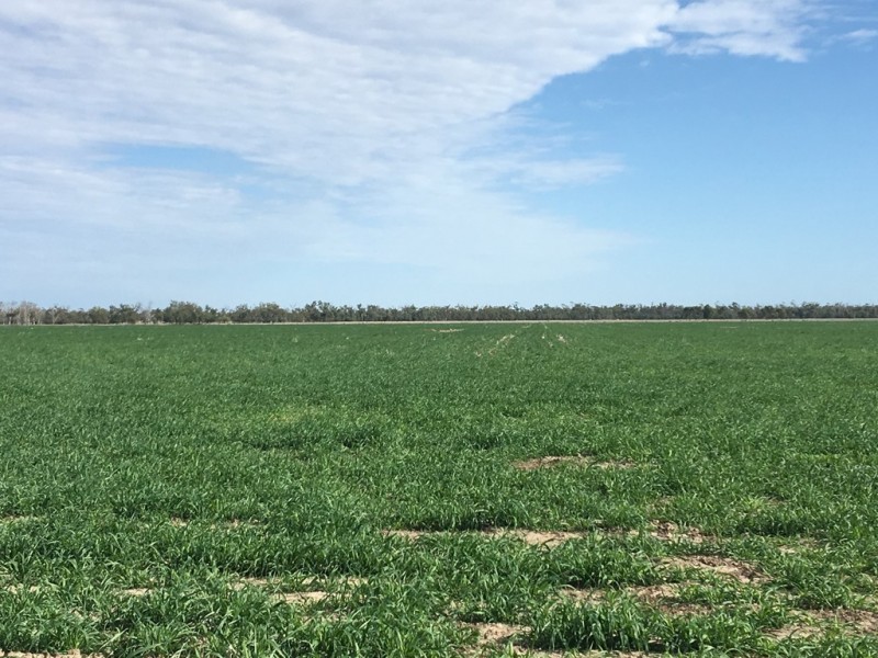 237 PERWELL ROAD, St George QLD 4487