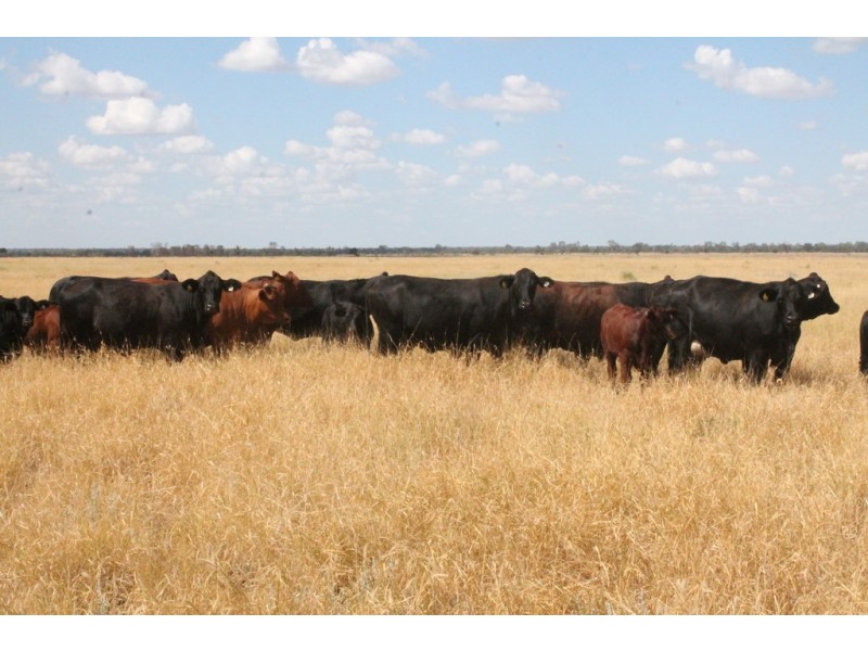 237 PERWELL ROAD, St George QLD 4487