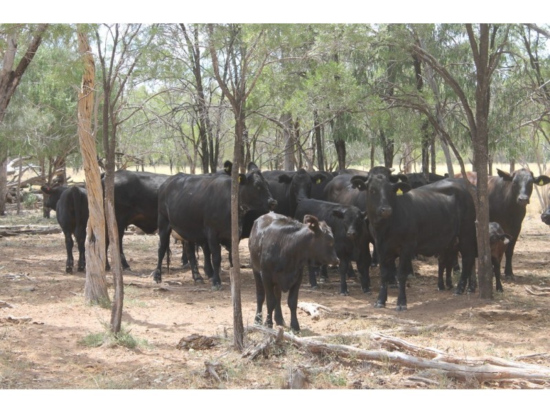 237 PERWELL ROAD, St George QLD 4487