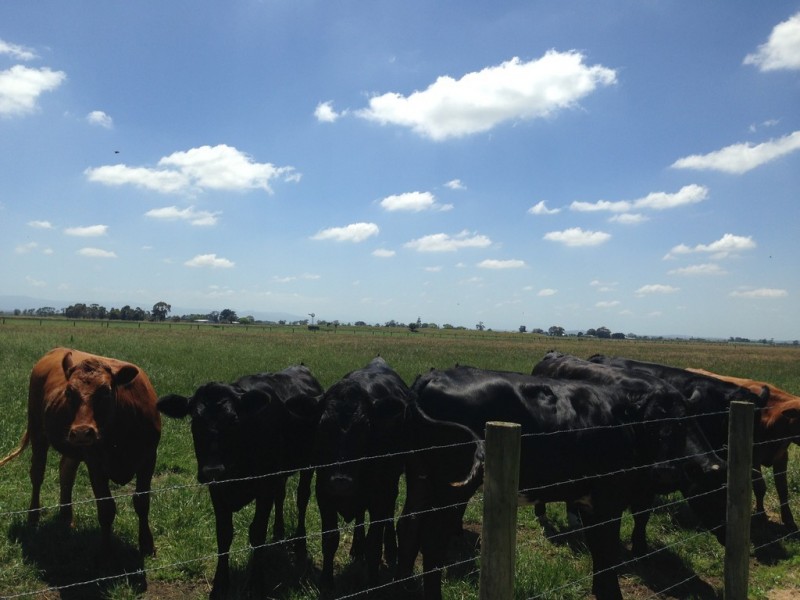 250 Taplins Road, Catani VIC 3981