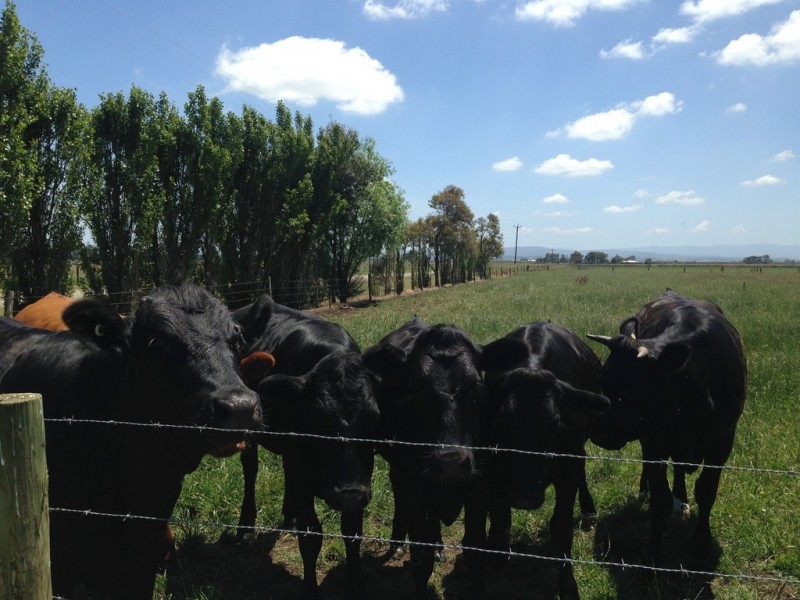 250 Taplins Road, Catani VIC 3981