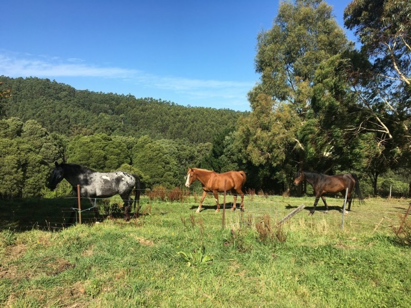 225 McCartins Rd, Foster VIC 3960