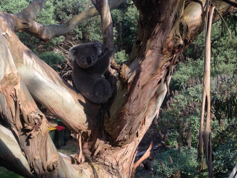 44 Ennisvale Avenue, Sandy Point VIC 3959