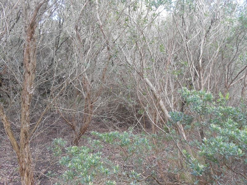 64 Sunshine Rise, Sandy Point VIC 3959