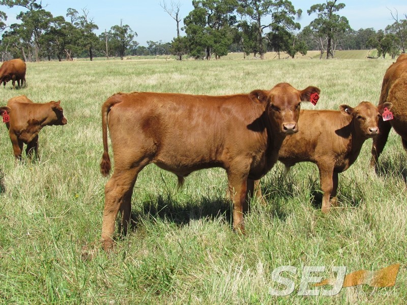 Lot 2 Millers Road, Trafalgar East VIC 3824