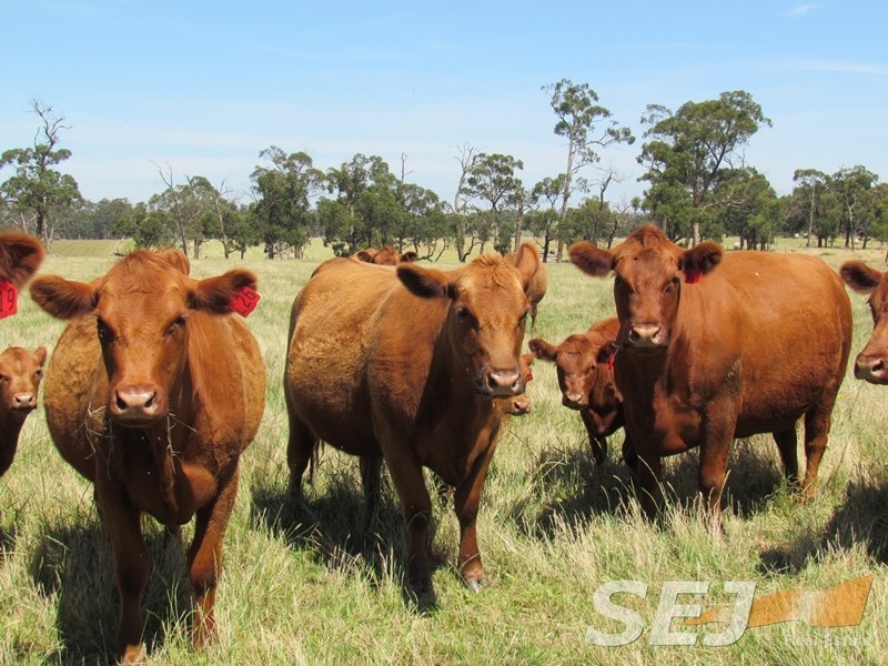 Lot 2 Millers Road, Trafalgar East VIC 3824