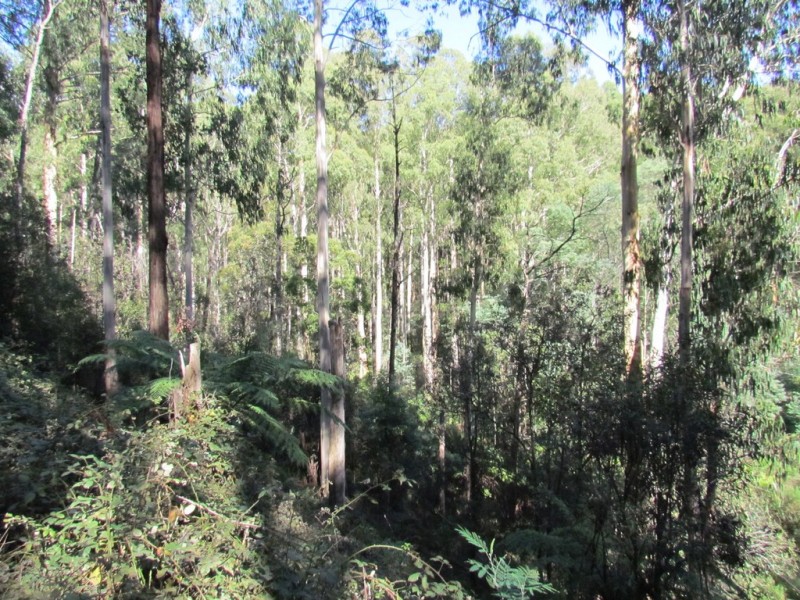 CA 114 Duggan North Road, Fumina VIC 3825