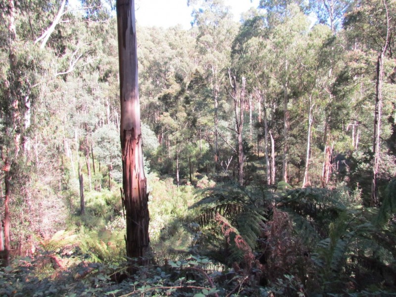 CA 114 Duggan North Road, Fumina VIC 3825