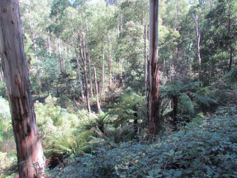 CA 114 Duggan North Road, Fumina VIC 3825