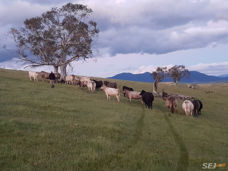 508 Parish Boundary Lane, Hinnomunjie VIC 3898