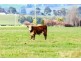 . Strzelecki Hwy, Leongatha VIC 3953
