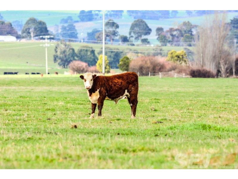 . Strzelecki Hwy, Leongatha VIC 3953