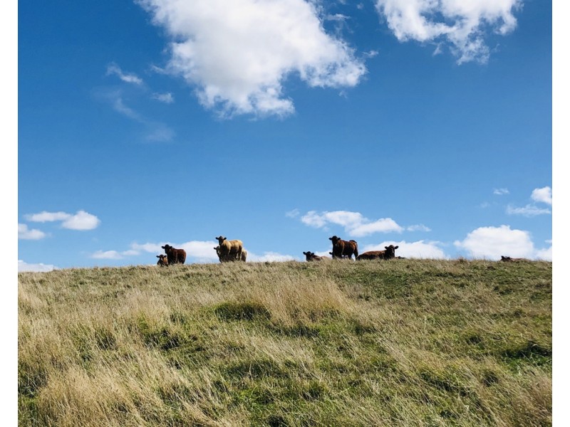 2 Peaches Rd, Foster VIC 3960