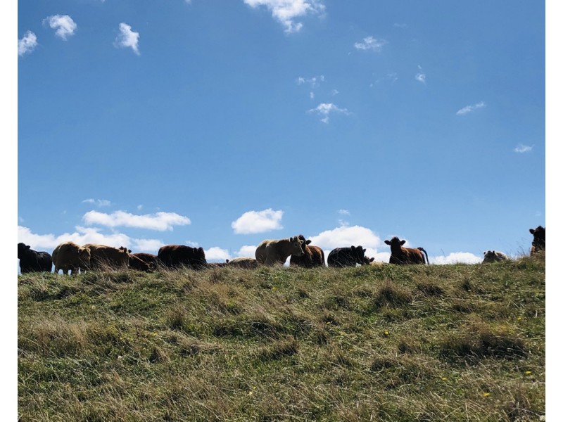 2 Peaches Rd, Foster VIC 3960