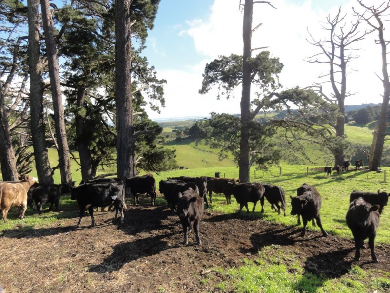 Lot 2, 3285 South Gippsland Hwy, Foster VIC 3960