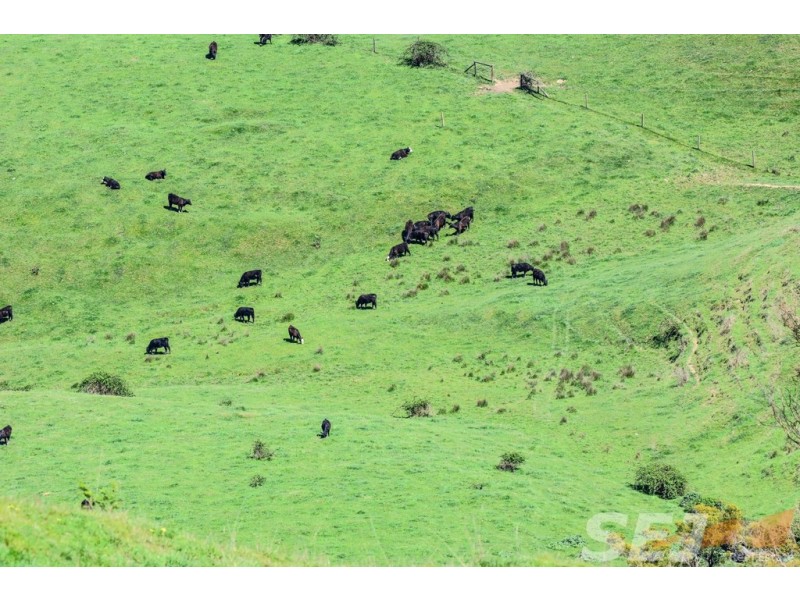 222 Ross and Witherdens Rd, Strzelecki VIC 3950