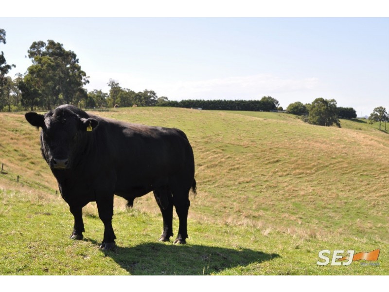 255 Vaggs Rd, Yinnar VIC 3869