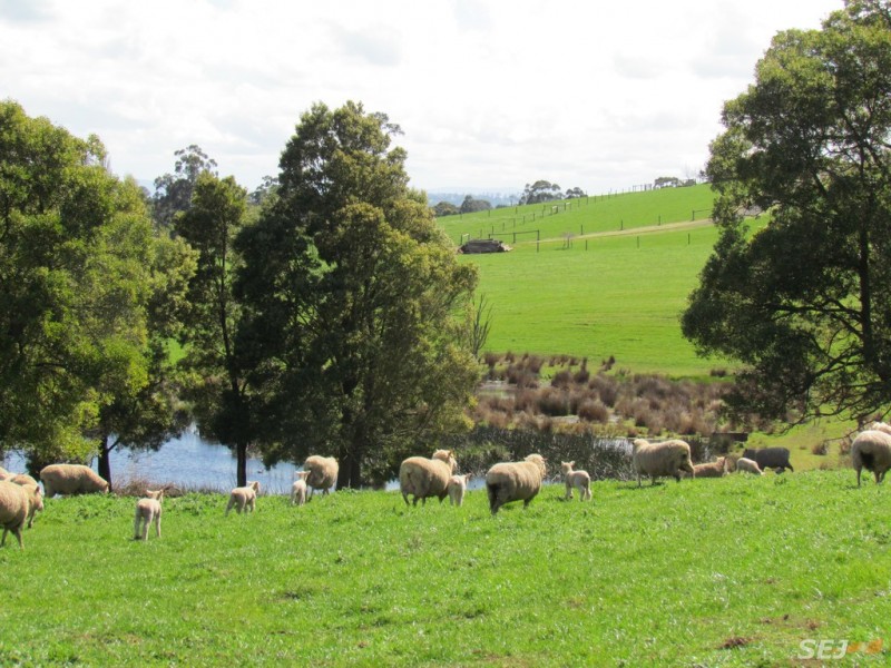 1 Corner Rhodes Road and Silbys Road, Darnum VIC 3822