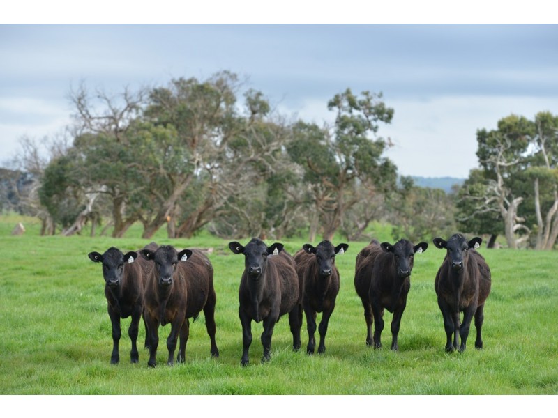 64A Honeys Road, Wonthaggi VIC 3995