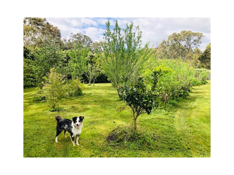 61 Harmon Rd, Foster VIC 3960