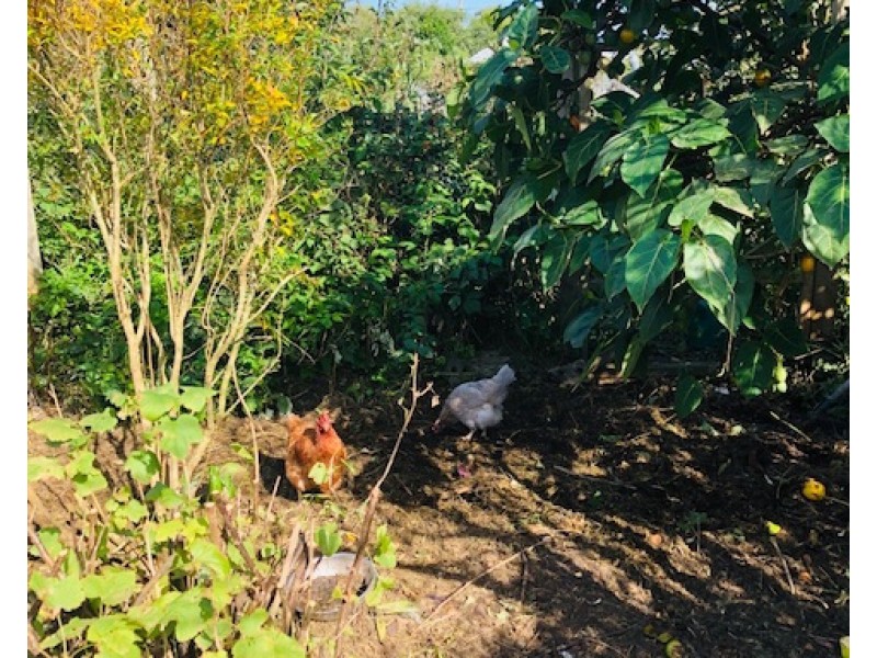 16 Tramway St, Port Franklin VIC 3964