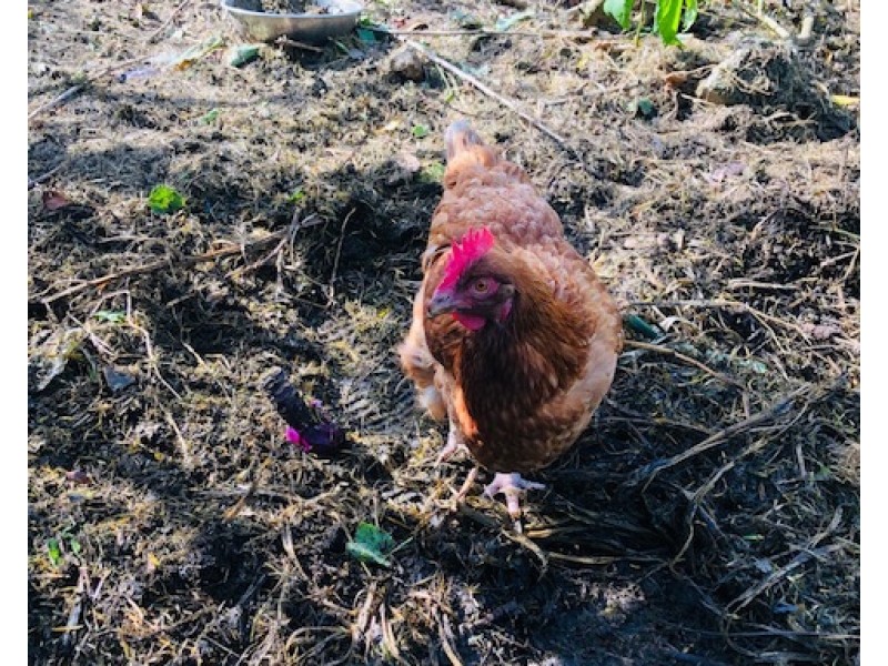 16 Tramway St, Port Franklin VIC 3964