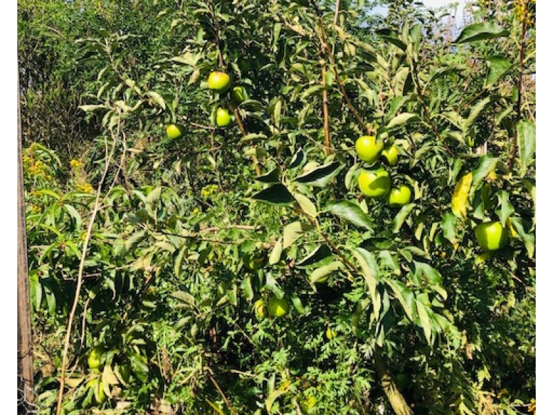 16 Tramway St, Port Franklin VIC 3964