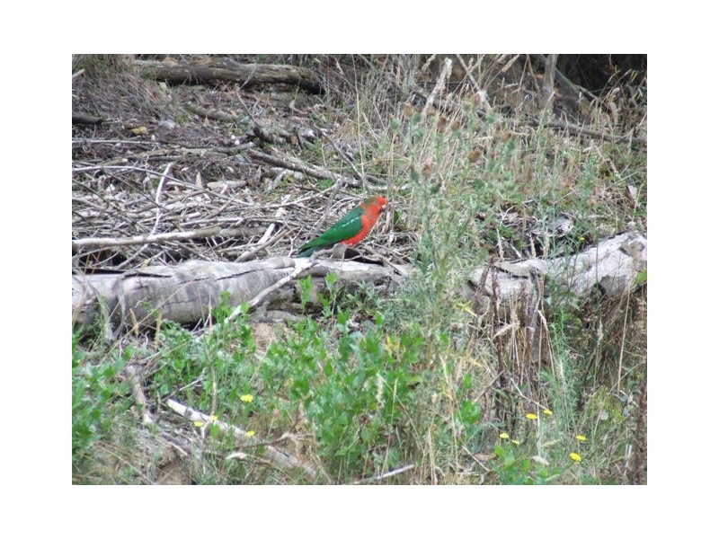 1330 Bloomfield Road, Crossover VIC 3821