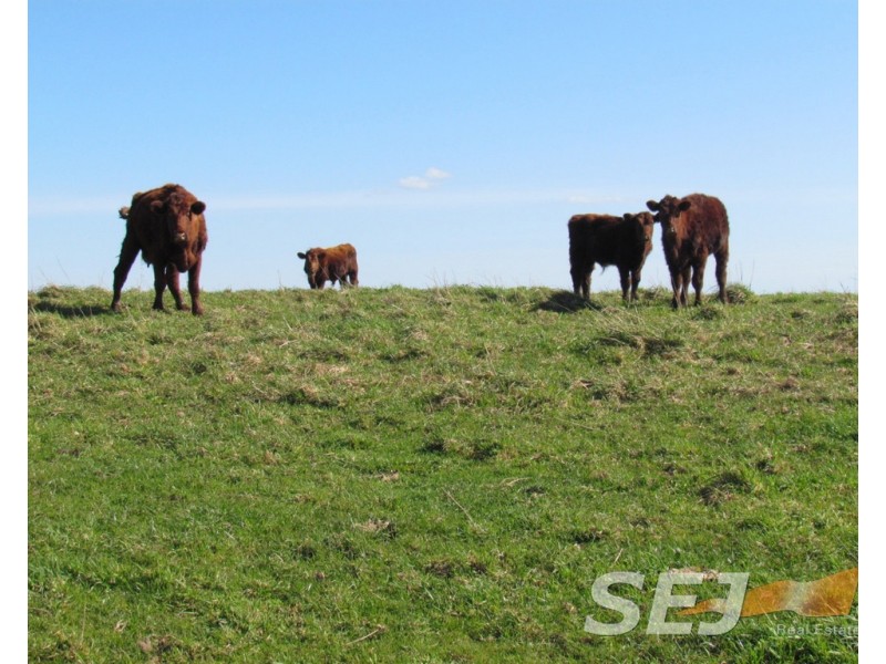 8 Curwen Road, Mountain View VIC 3988