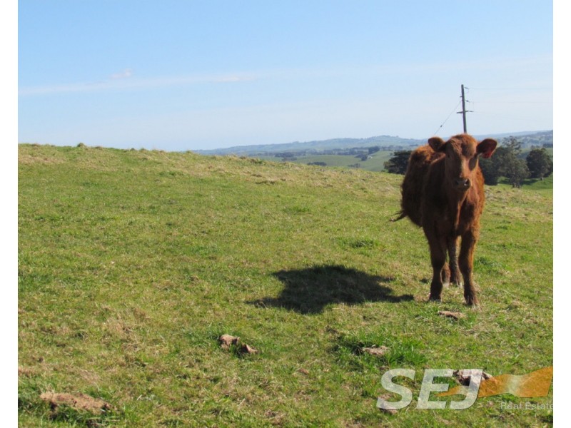 8 Curwen Road, Mountain View VIC 3988