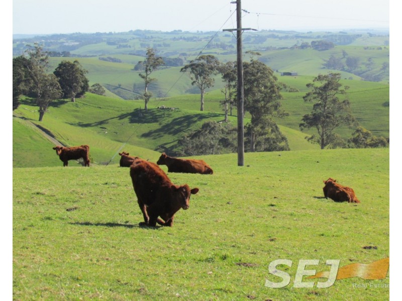 8 Curwen Road, Mountain View VIC 3988