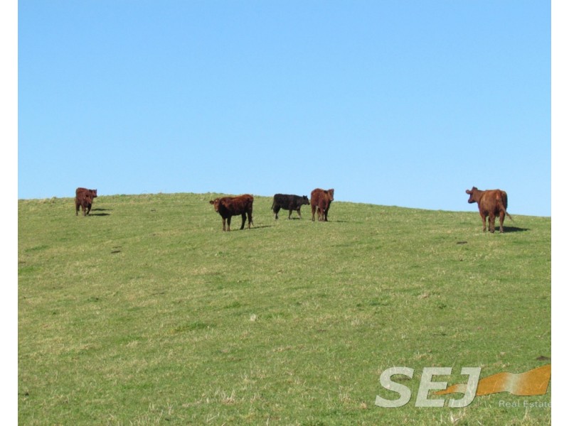 8 Curwen Road, Mountain View VIC 3988