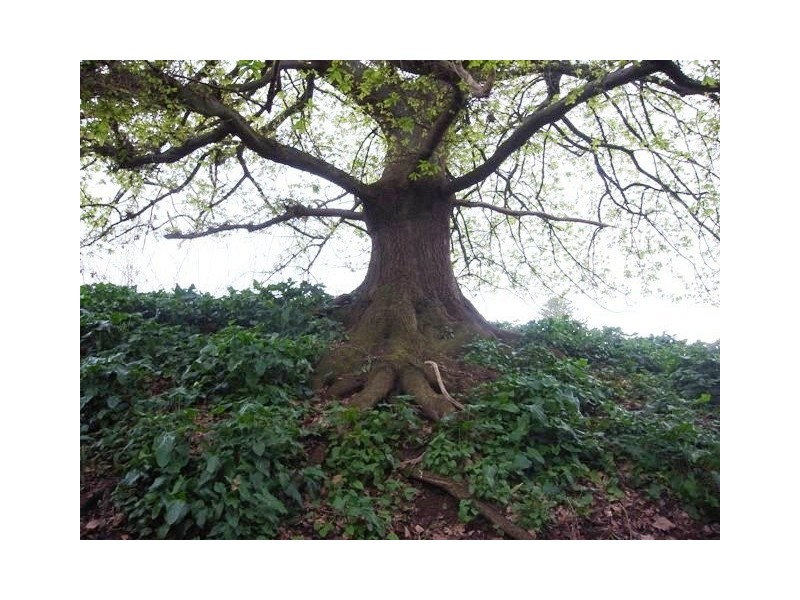 46 Allambee South Road, Thorpdale South VIC 3824