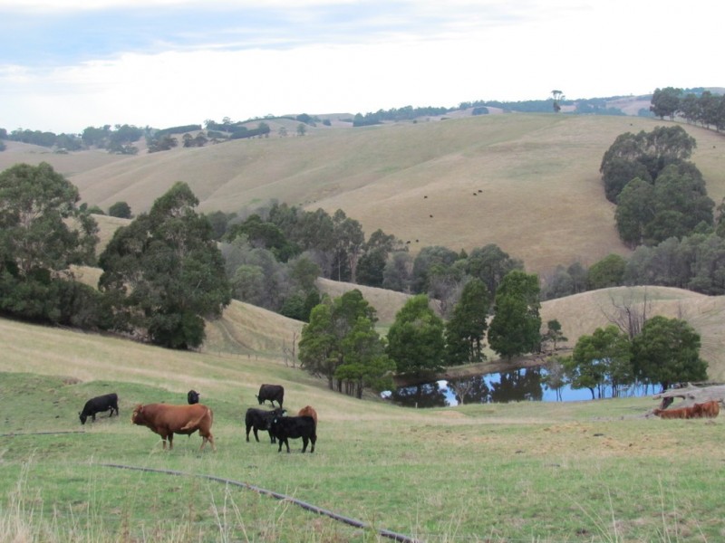 269 Mountain View-McDonalds Track, Mountain View VIC 3988