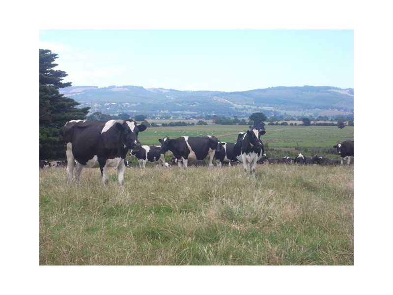 65 Gibson Brothers Road, Trafalgar VIC 3824