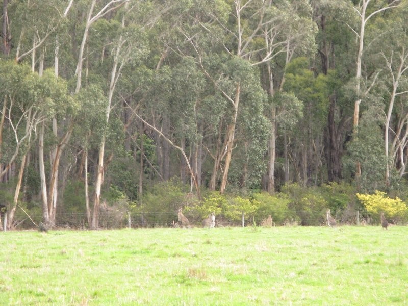 6505 South Gippsland Hwy, Welshpool VIC 3966