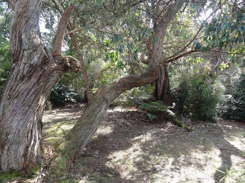 19 Birrahlea Street, Waratah Bay VIC 3959