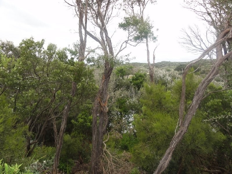25 Ryans Rise, Sandy Point VIC 3959