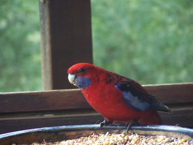 355 Savages Road, Sandy Point VIC 3959