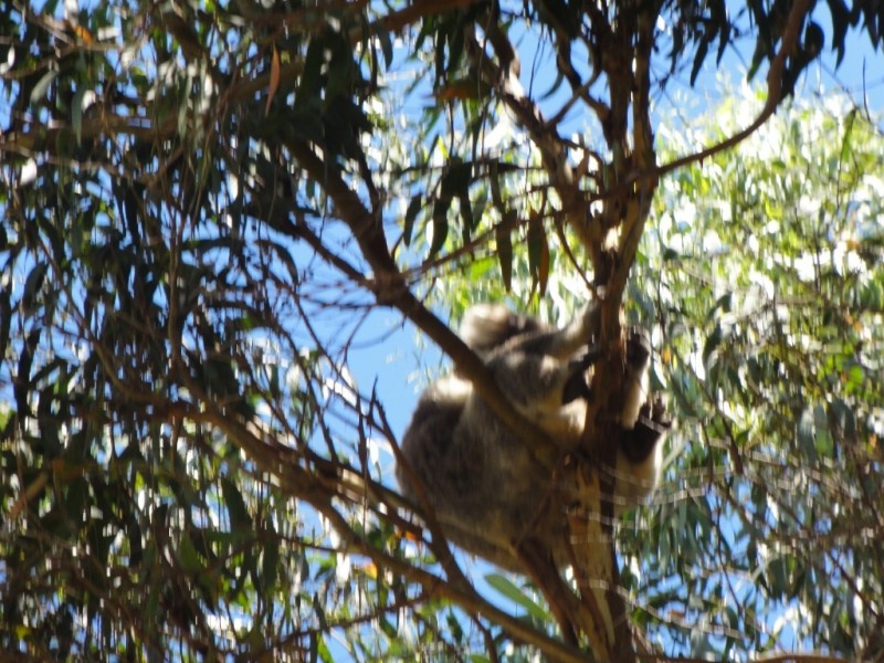 85 Sandy Point Rd, Sandy Point VIC 3959