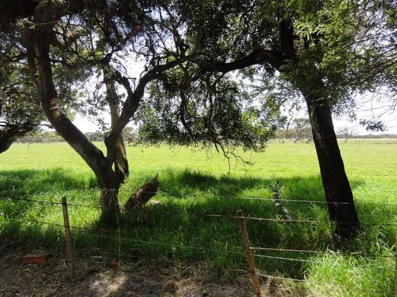 39 Ash Avenue, Sandy Point VIC 3959