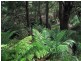 Lot 1 Wallis Ridge Road, Fish Creek VIC 3959